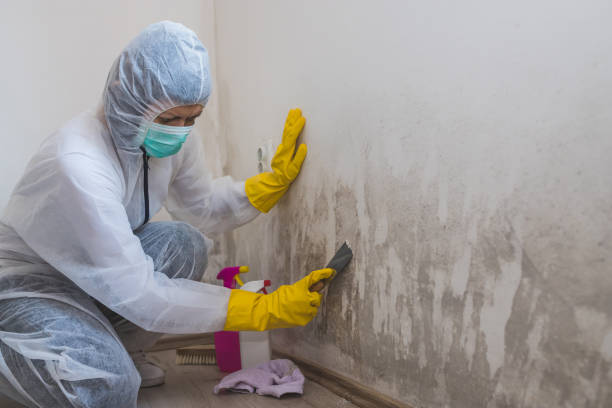 Best Emergency Mold Remediation in Soulsbyville, CA